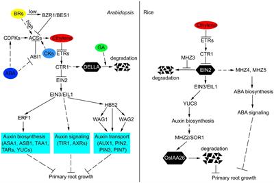 The Coordination of Ethylene and Other Hormones in Primary Root Development